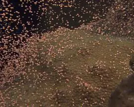 《国家地理:大白鲨的长途冒险旅程》:揭秘海洋霸主的生存与迁徙之谜!